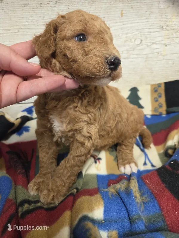 Ducky – Poodle - Standard  puppy for sale in Knoxville, IA