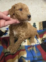 Ducky, a male Poodle - Standard  for sale in Knoxville, IA – 1 of 2