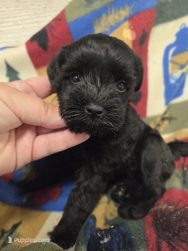 Mint – Miniature Schnauzer puppy for sale in Knoxville, IA