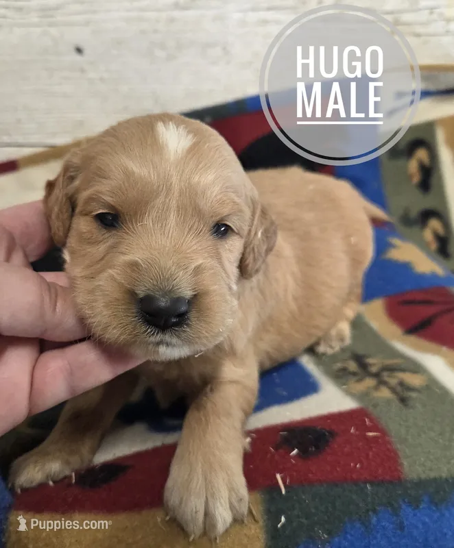 Hugo – Miniature Golden Retriever puppy for sale in Knoxville, IA