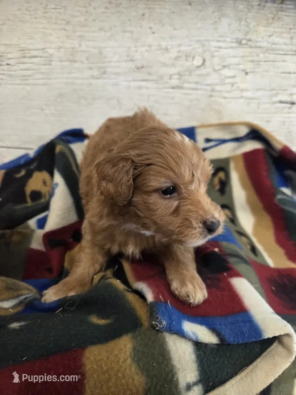 Bart – Miniature Aussiedoodle puppy for sale in Knoxville, IA