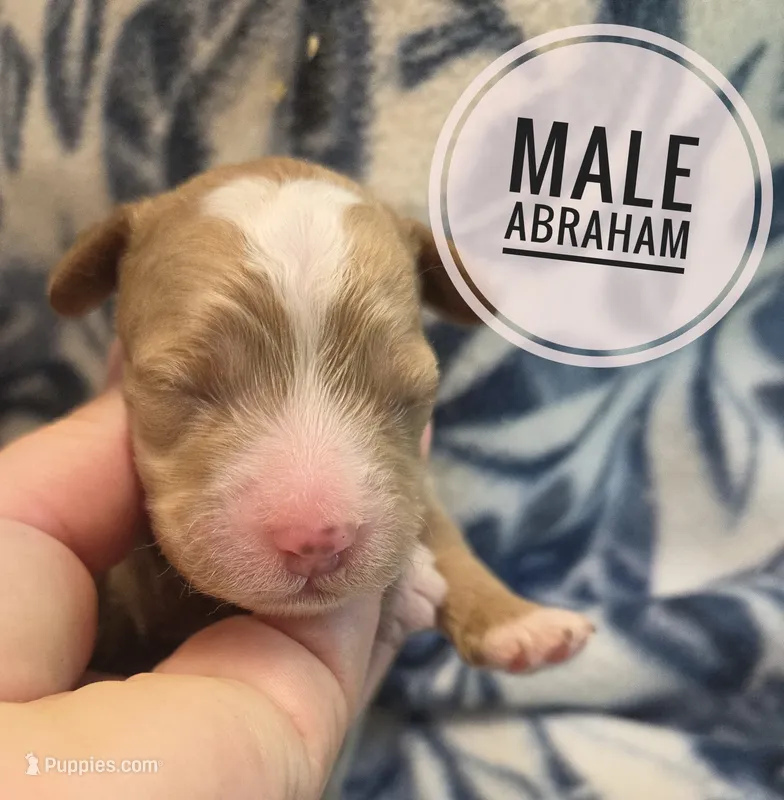 Abraham – Cockapoo puppy for sale in Knoxville, IA