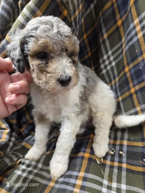 Kingston  – Poodle - Miniature  puppy for sale in Knoxville, IA