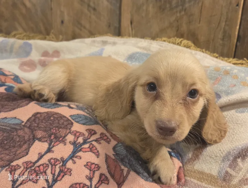 Burrito Long-haired  – Miniature Dachshund puppy for sale in Knoxville, IA