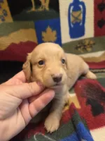 Blondie long-haired , a female Miniature Dachshund for sale in Knoxville, IA – 1 of 4