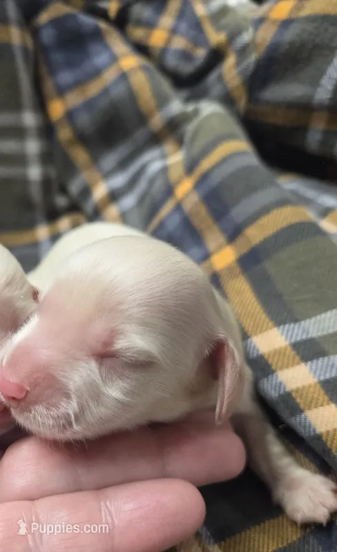 Angel long-haired  – Miniature Dachshund puppy for sale in Knoxville, IA