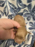 Ariel, a female Cockapoo for sale in Knoxville, IA – 2 of 2