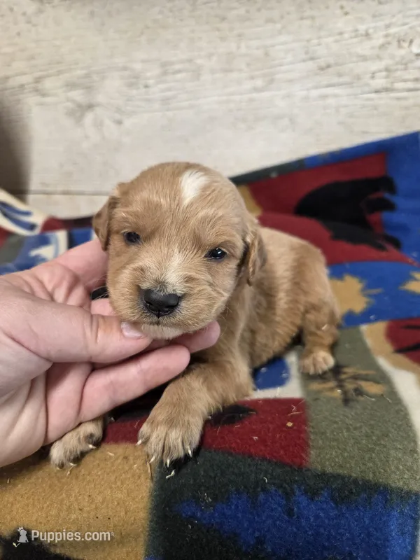 Jethro  – Miniature Golden Retriever puppy for sale in Knoxville, IA
