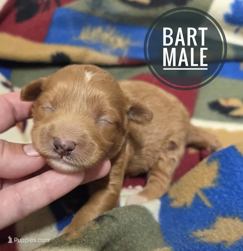 Bart – Miniature Aussiedoodle puppy for sale in Knoxville, IA
