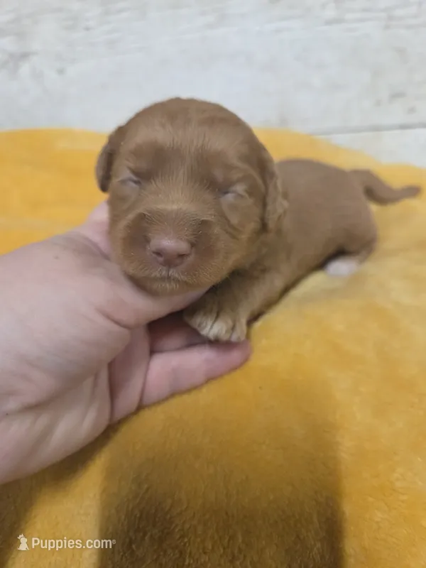 Milhouse – Miniature Aussiedoodle puppy for sale in Knoxville, IA