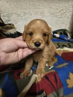 Fisher, a male Miniature Golden Retriever for sale in Knoxville, IA – 3 of 3