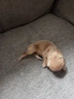 Rigatoni, a female Miniature Dachshund for sale in Knoxville, IA – Photo 2 of 2