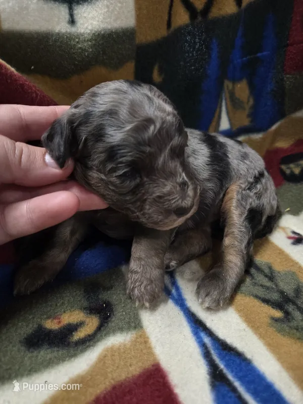 Bluey – Poodle - Miniature  puppy for sale in Knoxville, IA