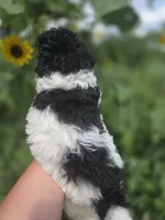 Charlie tri color , a male Poodle - Miniature  for sale in Knoxville, IA – 3 of 3
