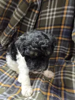 Charles tri color , a male Poodle - Miniature  for sale in Knoxville, IA – 4 of 5