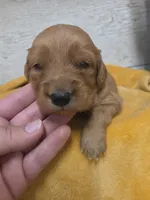 Jenny , a female Miniature Golden Retriever for sale in Knoxville, IA – 3 of 3