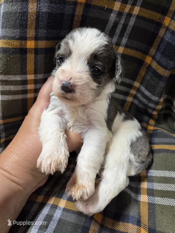 Trusty – Miniature Schnauzer puppy for sale in Knoxville, IA