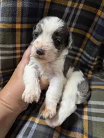 Trusty, a male Miniature Schnauzer for sale in Knoxville, IA – 1 of 1