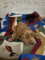 Cardinal , a male Miniature Golden Retriever for sale in Knoxville, IA – 2 of 2