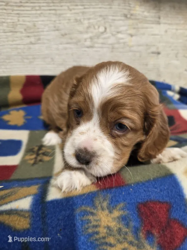 Ted two blue eyes! – Cocker Spaniel puppy for sale in Knoxville, IA