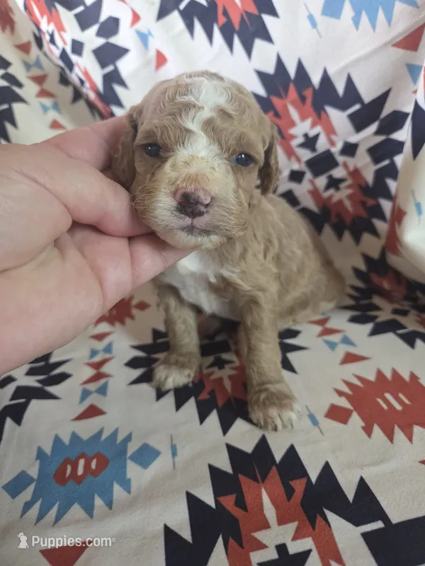 Avery  – Cockapoo puppy for sale in Knoxville, IA
