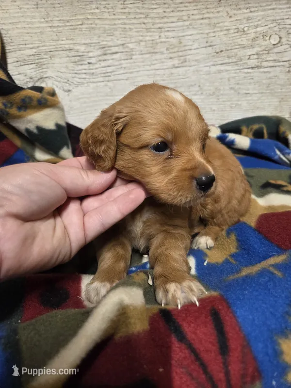 Blaze – Miniature Golden Retriever puppy for sale in Knoxville, IA