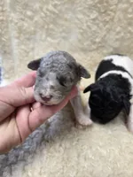 Kingston , a male Poodle - Miniature  for sale in Knoxville, IA – 2 of 2
