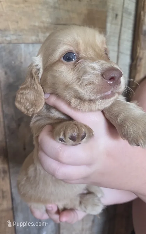 Burrito Long-haired  – Miniature Dachshund puppy for sale in Knoxville, IA