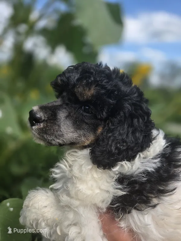 Charlie tri color  – Poodle - Miniature  puppy for sale in Knoxville, IA