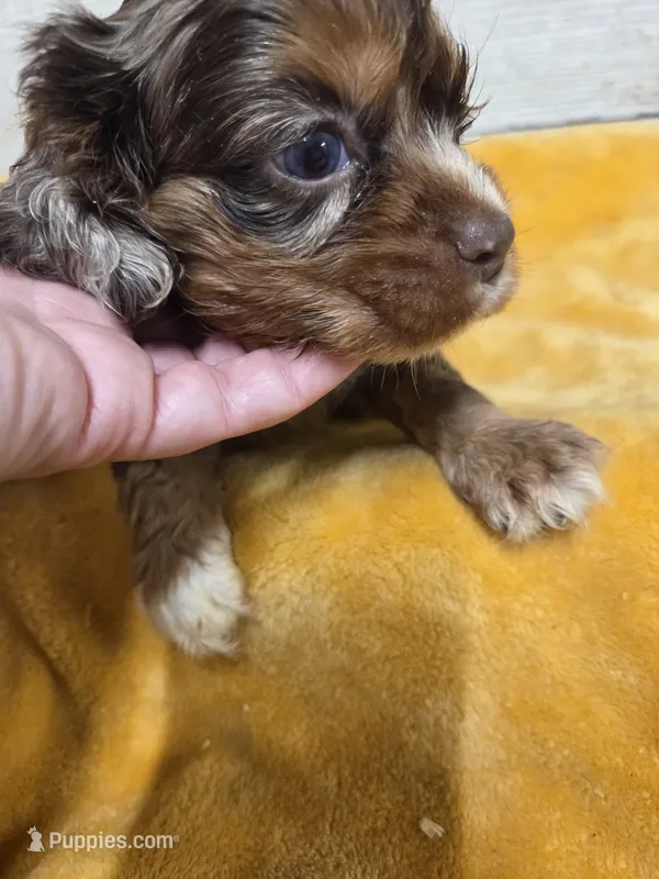 Smore  – Cocker Spaniel puppy for sale in Knoxville, IA
