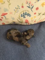 Velvet, a female Miniature Dachshund for sale in Knoxville, IA – Photo 3 of 3