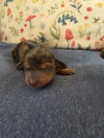 Velvet, a female Miniature Dachshund for sale in Knoxville, IA – Photo 2 of 3