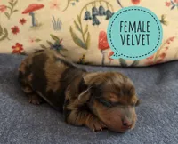 Velvet, a female Miniature Dachshund for sale in Knoxville, IA – Photo 1 of 3
