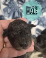 Monsoon , a male Miniature Goldendoodle for sale in Knoxville, IA – Photo 1 of 2