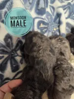 Monsoon , a male Miniature Goldendoodle for sale in Knoxville, IA – Photo 2 of 2