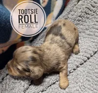 Tootsie roll Long-haired , a female Miniature Dachshund for sale in Knoxville, IA – 2 of 2