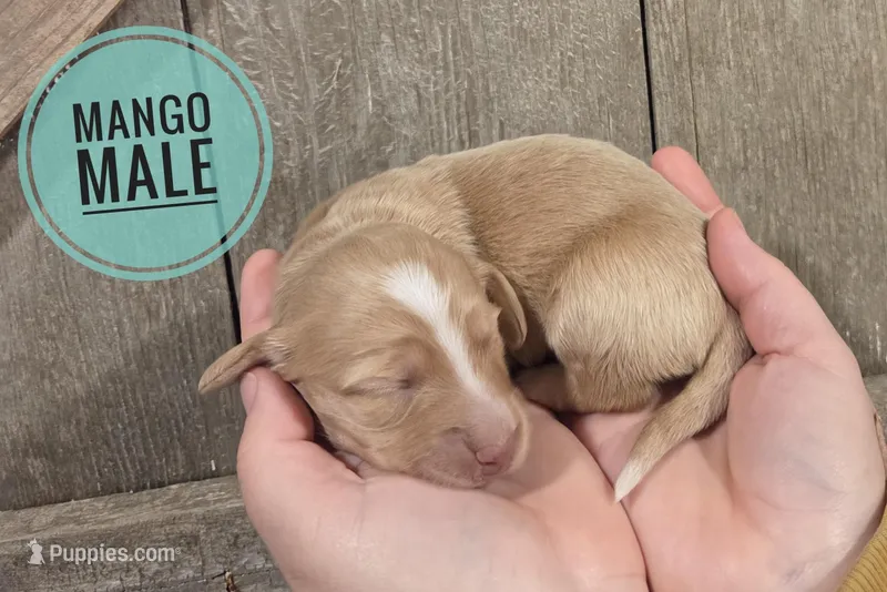 Mango cream long-haired  – Miniature Dachshund puppy for sale in Knoxville, IA