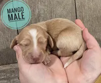 Mango cream long-haired , a male Miniature Dachshund for sale in Knoxville, IA – Photo 2 of 2