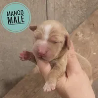 Mango cream long-haired , a male Miniature Dachshund for sale in Knoxville, IA – Photo 1 of 2