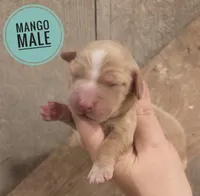 Mango long-haired , a male Miniature Dachshund for sale in Knoxville, IA – Photo 1 of 2