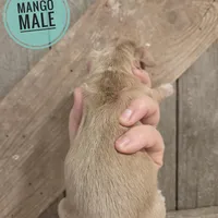 Mango cream long-haired , a male Miniature Dachshund for sale in Knoxville, IA – Photo 2 of 2