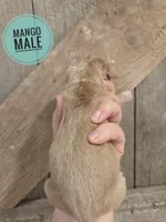 Mango long-haired , a male Miniature Dachshund for sale in Knoxville, IA – Photo 2 of 2