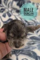 Duncan , a female Miniature Schnauzer for sale in Knoxville, IA – Photo 1 of 2