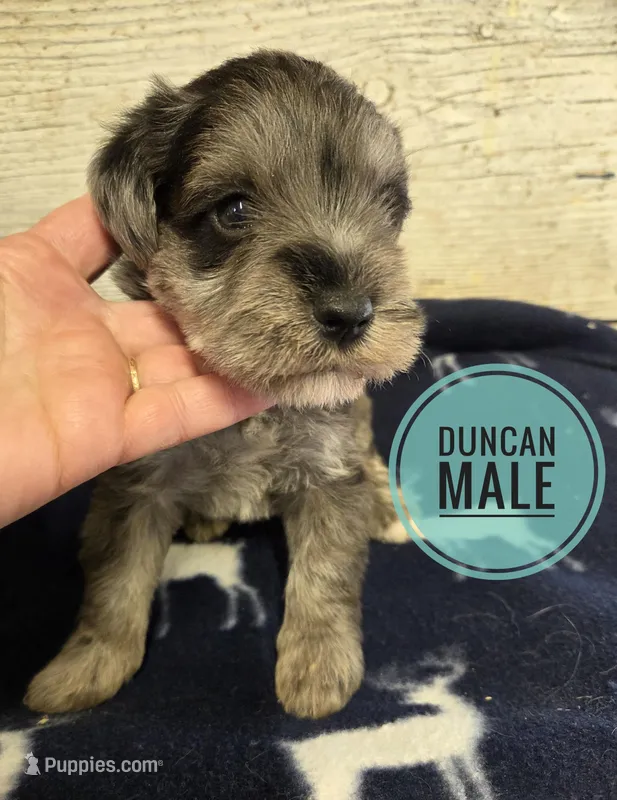 Duncan  – Miniature Schnauzer puppy for sale in Knoxville, IA