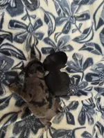 Duncan , a female Miniature Schnauzer for sale in Knoxville, IA – Photo 2 of 2