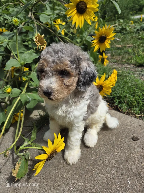 Kingston  – Poodle - Miniature  puppy for sale in Knoxville, IA
