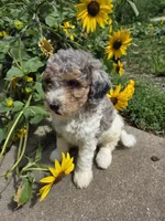 Kingston , a male Poodle - Miniature  for sale in Knoxville, IA – 2 of 3