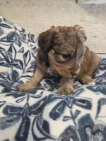 Fanny, a female Aussiedoodle for sale in Knoxville, IA – Photo 2 of 2