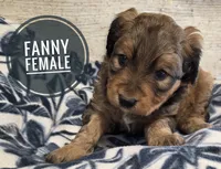 Fanny, a female Aussiedoodle for sale in Knoxville, IA – Photo 1 of 2