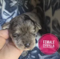 Sybylla, a female Miniature Schnauzer for sale in Knoxville, IA – 1 of 2